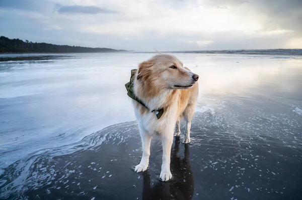 Hond Waait Wind Aan Olympische Kust — Stockfoto