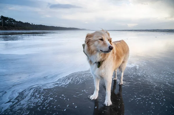 Hond Aan Het Strand Aan Olympische Kust — Stockfoto