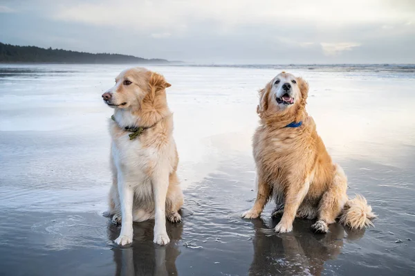 Due Cani Seduti Spiaggia Sulla Costa Olimpica — Foto Stock