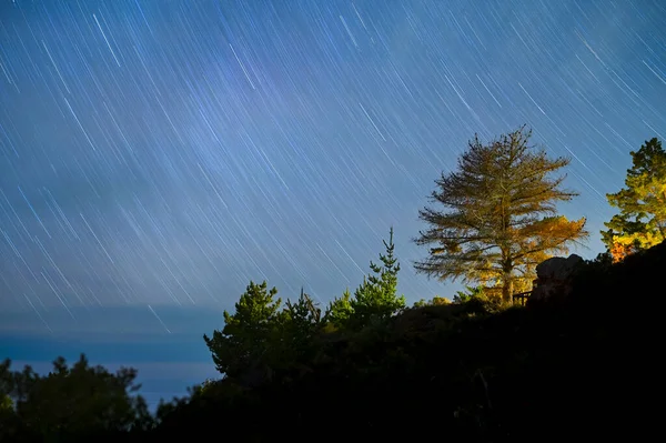 Trilhas Estelares Árvores Iluminadas Longo Costa Califórnia — Fotografia de Stock