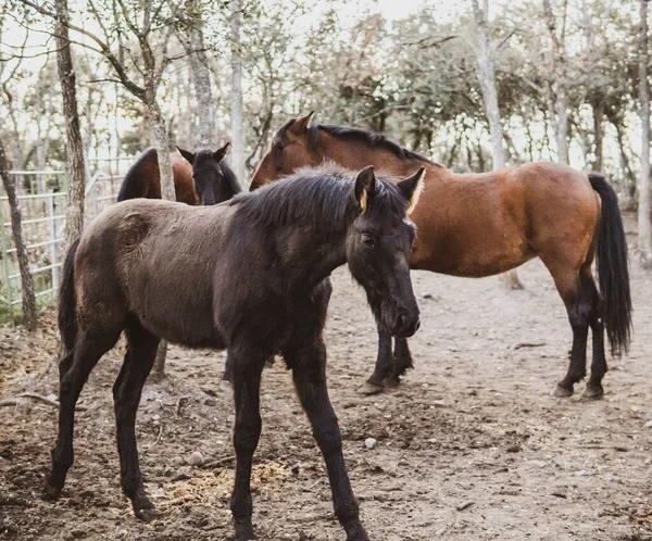 Horse Foal Its Mother Mare Forest — Stock Photo, Image