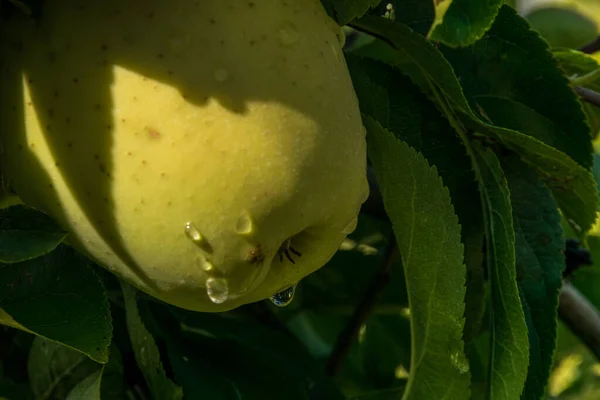 Water Drops Yellow Apple — Stock Photo, Image