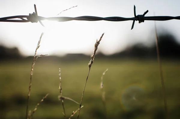 Gyllene Timme Solljus Genom Tråd Staket Ett Fält Gräs — Stockfoto