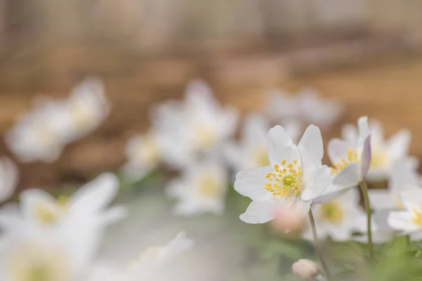 Anemone Nemorosa Anemone Legno Primo Piano — Foto Stock