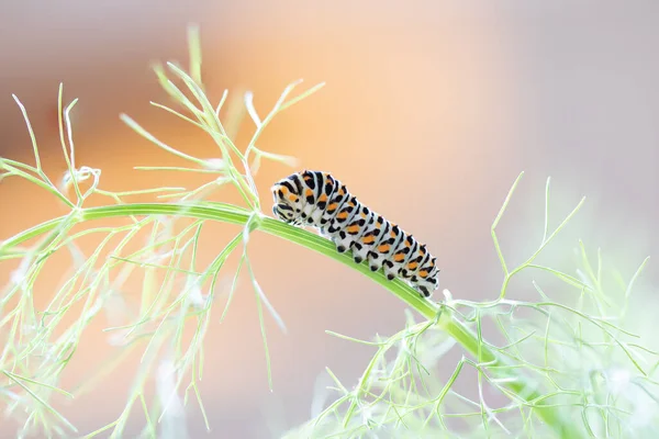 Primer Plano Caterpillar Papilio Machaon — Foto de Stock