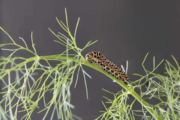 ใกล ดของ Caterpillar Papilio Machaon — ภาพถ่ายสต็อก