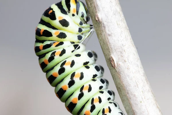 ใกล ดของ Caterpillar Papilio Machaon — ภาพถ่ายสต็อก