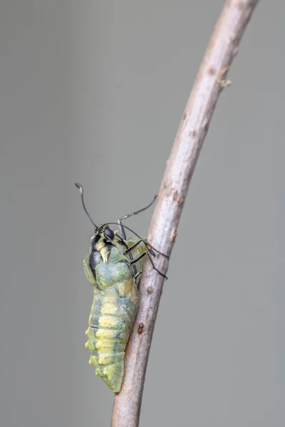 Mariposa Cola Golondrina Europea Papilio Machaon — Foto de Stock