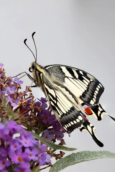 Motyl Europejski Papilio Machaon — Zdjęcie stockowe