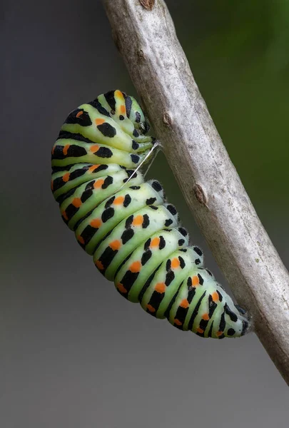 ใกล ดของ Caterpillar Papilio Machaon — ภาพถ่ายสต็อก