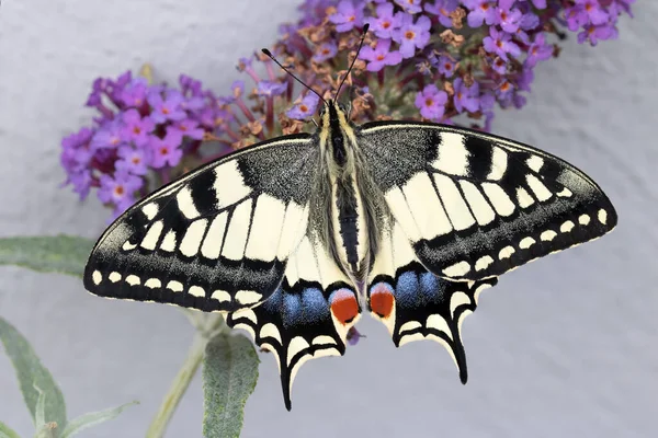 Papillon Hirondelle Europe Papilio Machaon — Photo