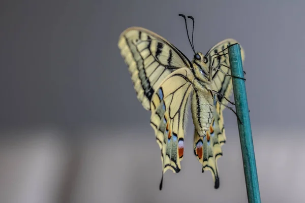 Papillon Hirondelle Europe Papilio Machaon — Photo