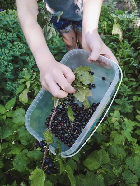 Girl Picks Blackcurrant Berries Bush Garden Summer — Stock Photo, Image