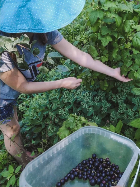 Girl Picks Blackcurrant Berries Bush Garden Summer — Stock Photo, Image