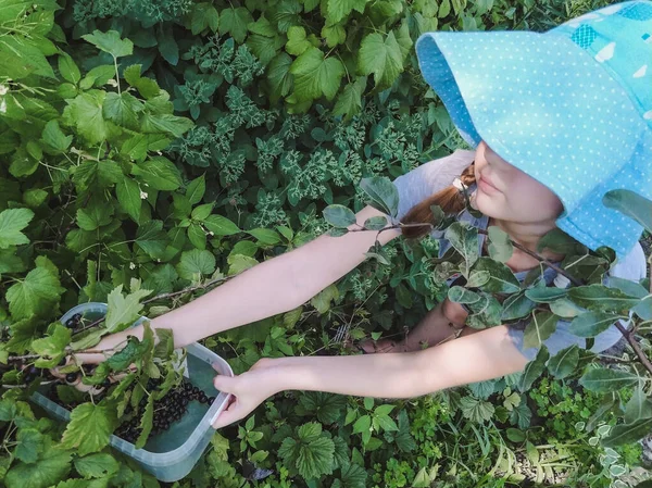 Girl Picks Blackcurrant Berries Bush Garden Summer — Stock Photo, Image