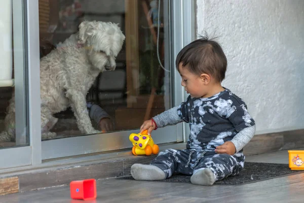 Menino Latino Brincando Com Seus Brinquedos Enquanto Seu Animal Estimação — Fotografia de Stock