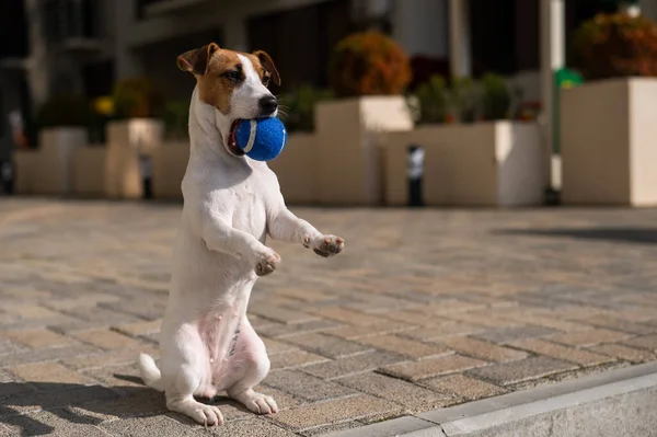 狗在散步时咬着一个蓝色的网球球 — 图库照片