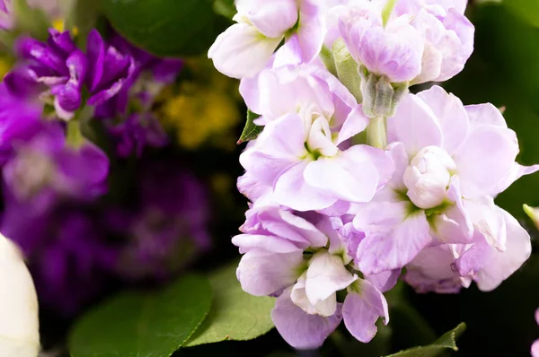 Fundo Floral Com Flor Close Bela Flor Freesia Roxo — Fotografia de Stock