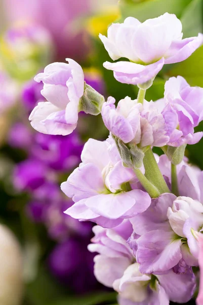 Цветочный Фон Крупным Пламенем Красивого Фиолетового Цветка Фрезии — стоковое фото
