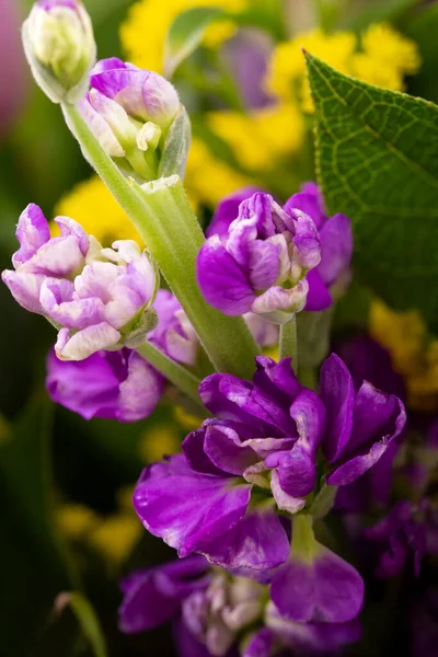 Kwiatowe Tło Bliska Kwiat Pięknej Purpurowej Freesia Kwiat — Zdjęcie stockowe