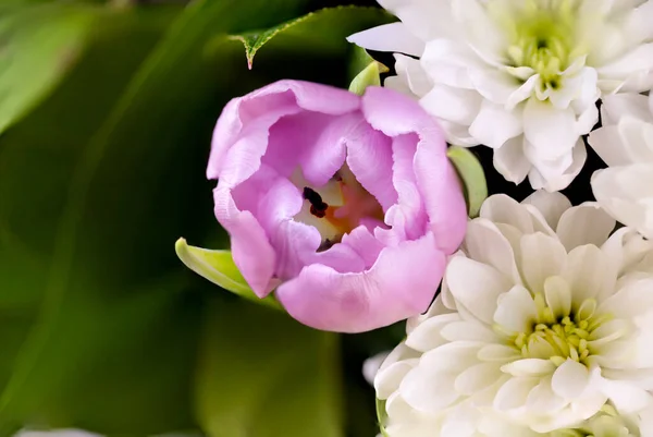 Close Uma Tulipa Roxa Contra Fundo Crisântemos Brancos Macro — Fotografia de Stock