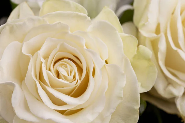 Makro Fotografie Okvětních Lístků Bílé Růže Květinové Pozadí — Stock fotografie