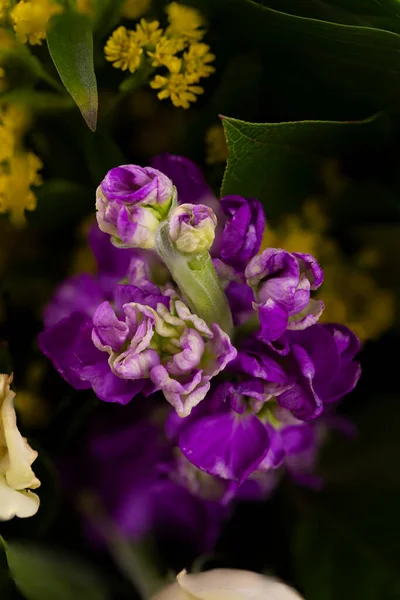 Çiçek Arkaplan Güzel Mor Frezya Çiçeği — Stok fotoğraf