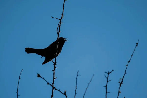 Vista Lado Melro Asas Vermelhas Cantando — Fotografia de Stock