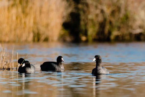 Recht Het Zicht Van American Coots Lake — Stockfoto