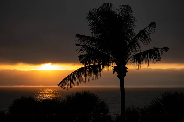 Silhouette Palm Tree Florida Sunset — Stockfoto