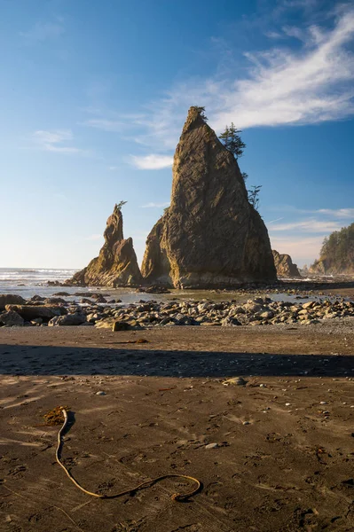 Sea Stacks Glowing Sunlight Olympic National Park — Stock Photo, Image