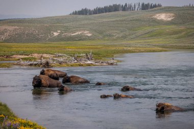 Bizon Yellowstone Parkı 'ndaki Yellowstone Nehri' nden nehri geçiyor..