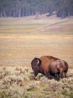 Yellowstone 'un Hayden Vadisi' nde büyük bir bizon dolaşıyor..