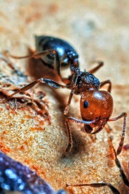 Kokteyl Karınca Süper Makro Ayrıntıları