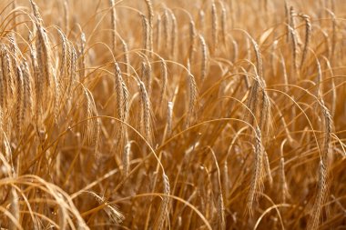 Arka planda buğday ya da Triticum bitkisinin kalan hasat ve mahsullerini bulanık gösteren detayları