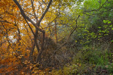 Baharın ve sonbaharın renkleriyle çevrili yalnız bir ağaç..