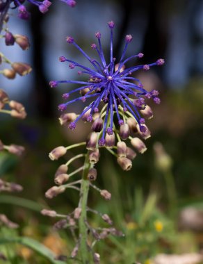 Püskül üzümlü sümbül bahar boyunca Malta 'da çok yaygın bir görüntüdür.