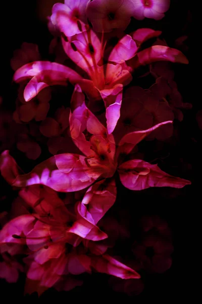 Abstract Bloemen Bloemen Achtergrond — Stockfoto