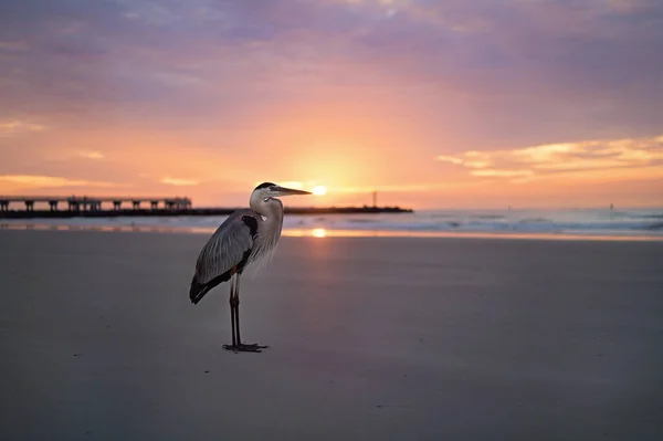 フロリダビーチの日の出時のヘロン — ストック写真
