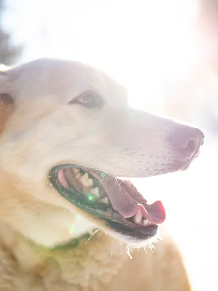 Een Glimlachende Husky Hond Een Koude Winterdag — Stockfoto