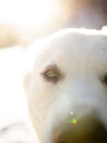 Een Closeup Van Een Malamute Hond Bij Zonsondergang Een Koude — Stockfoto