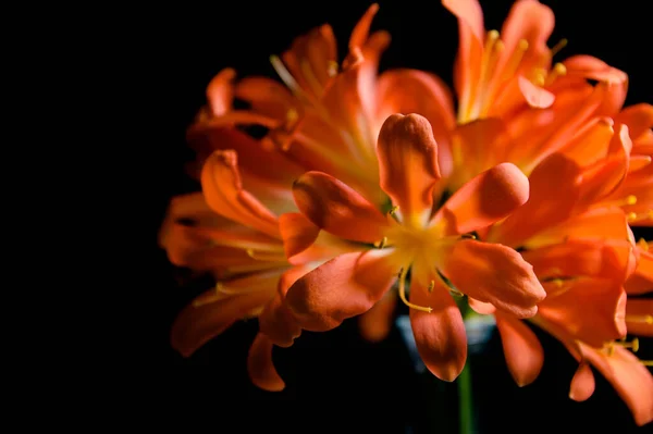 Lírios Cor Laranja Buquê Noivas — Fotografia de Stock