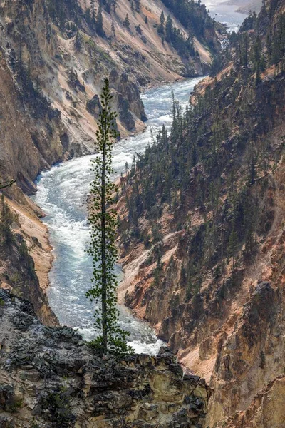 Rio Yellowstone Parque Nacional Yellowstone — Fotografia de Stock