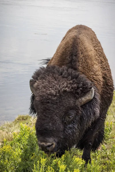 Bison Faune Dans Parc National Yellowstone — Photo