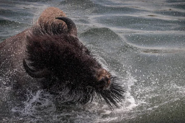 Bisonte Scrolla Acqua Dopo Aver Attraversato Fiume Yellowstone — Foto Stock