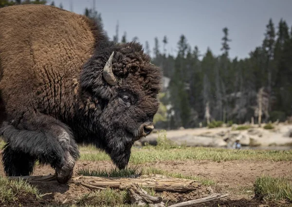 Bison Erre Bord Une Rivière Dans Parc National Yellowstone — Photo