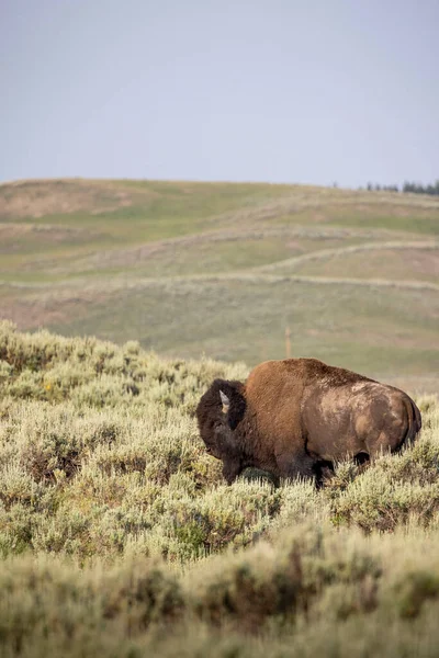 Male Bison Roams Yellowstone Hayden Valley — Stock Photo, Image