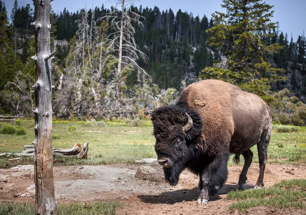 Bison Près Vallée Hayden Parc National Yellowstone — Photo