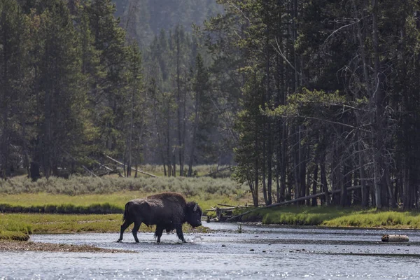 Bison Crosses Yellowstone River Wyoming — Stock Photo, Image