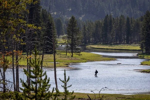 Yellowstone Ulusal Parkı Ndaki Yellowstone Nehri Nde Uçan Bir Balıkçı — Stok fotoğraf